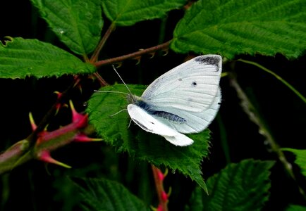 Animal arthropod beautiful