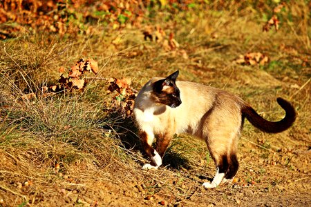 Animal canine carnivore photo