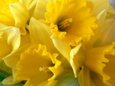 Blossom blossoming yellow