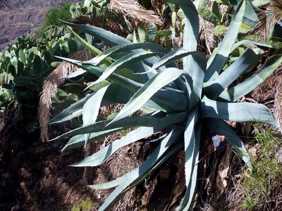 Agave cactus plant photo
