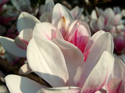 Magnoliengewaechs magnolia blossom purple photo