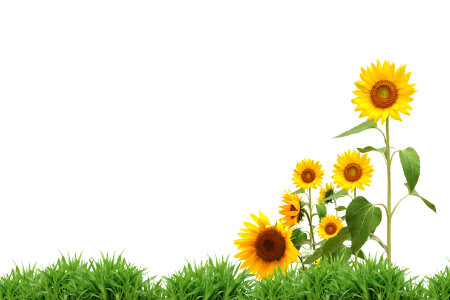 Green grass with sunflower photo