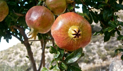 Granada plant tree nature