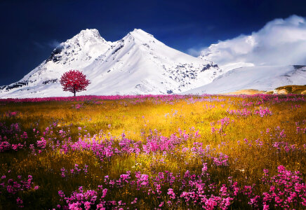 Snow capped mountains beyond the meadows photo