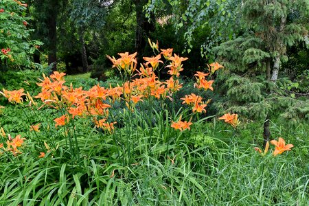 Branches flower garden garden