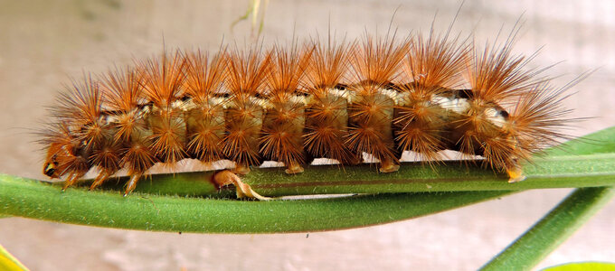 Caterpillar on blade of grass photo