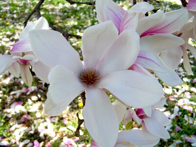 Magnolia flower spring bloom tulip tree photo
