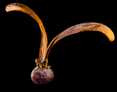 Seed ball wing tectona grandis