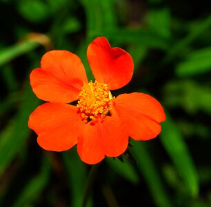 Wild strawberries nature summer