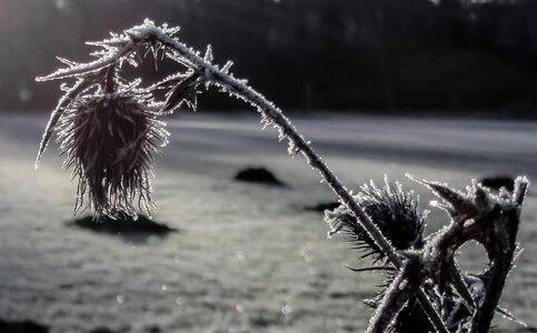 Frost cold frozen