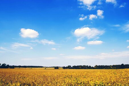 Agriculture blue sky cloud