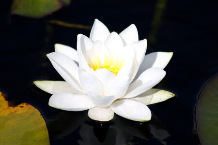 Pond blossom bloom photo