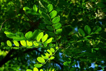 Robinia leaf veins filigree photo