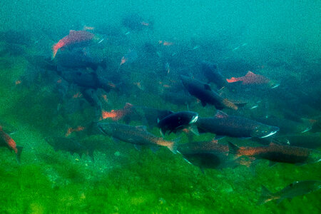  Sockeye Salmon-5