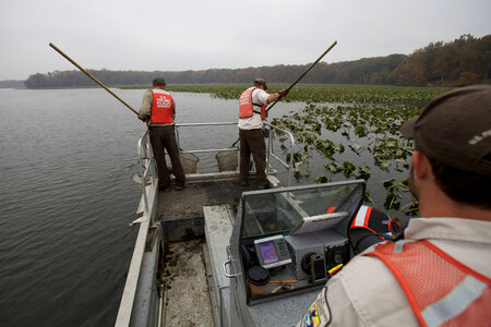 Electrofishing for Northern Snakehead-1