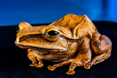 Anuran frog amphibians