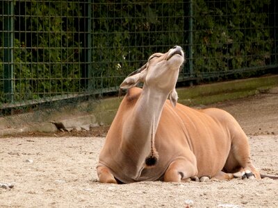 Wildlife mammal safari