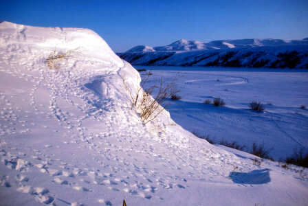 Noatka River Tracks in Snow