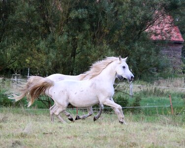 Thoroughbred arabian sleipnir pasture