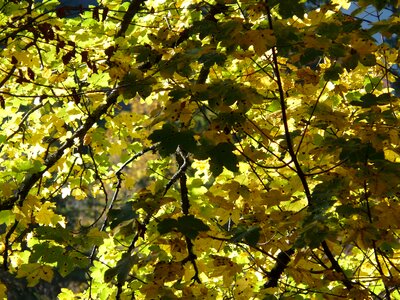 Autumn acer pseudoplatanus maple