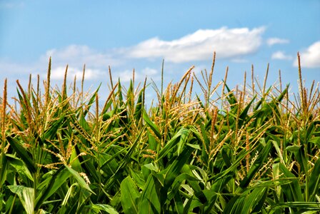 Harvest agriculture plant