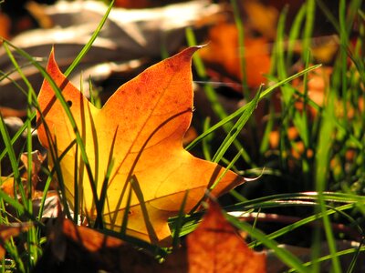 Tree leaves colorful