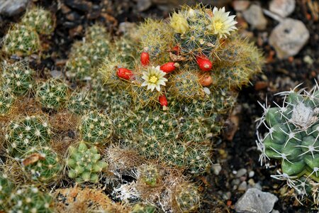 Cactus spike thorn photo