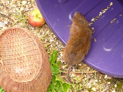 Water vole vole arvicola terrestris