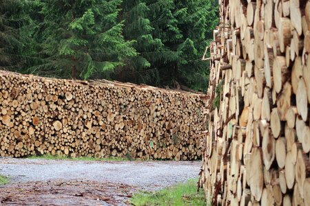 Stacked tree wood firewood photo