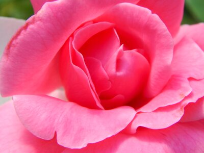 Flower pink roses petals
