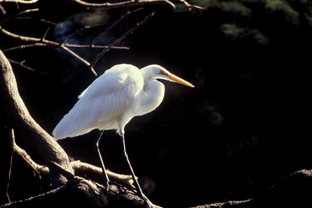 Great Egret-1
