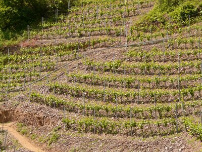 Wine steep location mosel photo