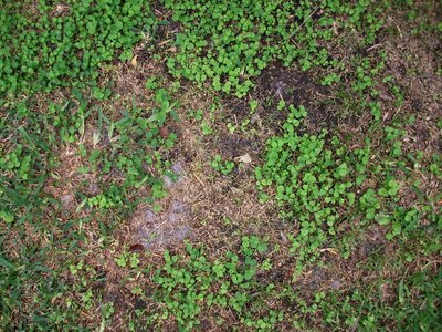 Dirt dollar grass plants