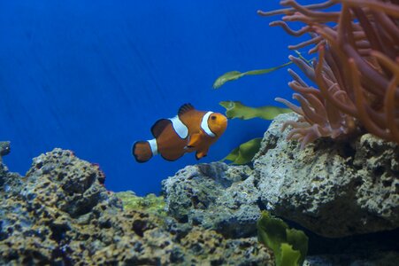Fish coral reef underwater photo