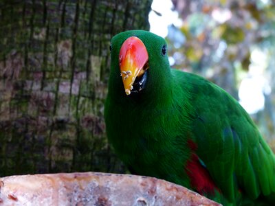 Feeding bill eclectus parrot photo