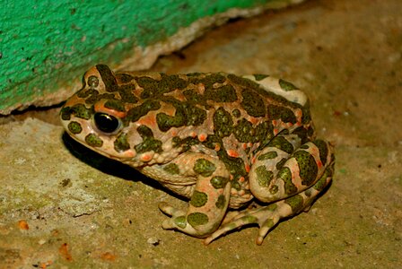Frog green amphibian