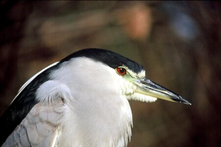 Bird black close