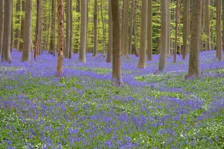 Beautiful Flowers beech blooming photo