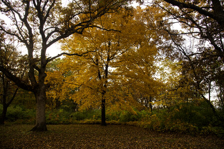Autumn Trees and Leaves