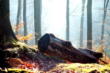 Leaves trees autumn forest
