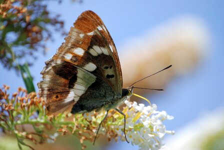 Flower butterfly flower butterfly