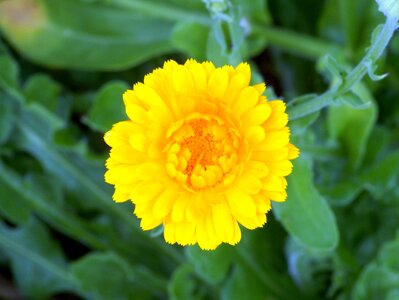 Flower yellow beauty photo