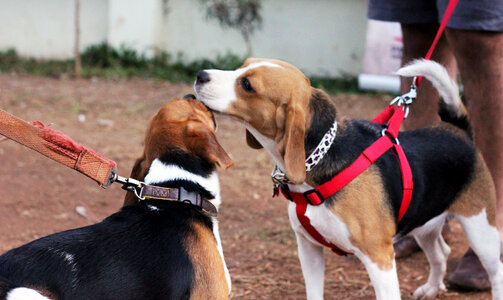 Beagle Dogs photo