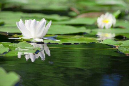 Water lilies photo