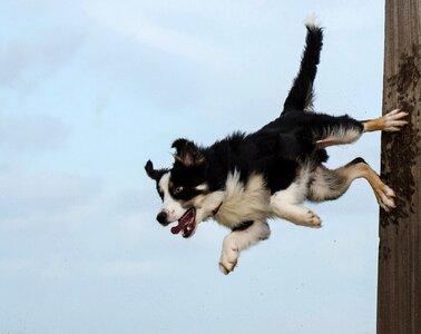Dog trick dog show trick pole jump photo