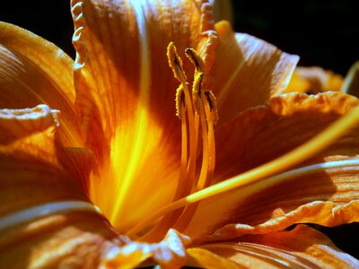 Beautiful Flowers biology blooming