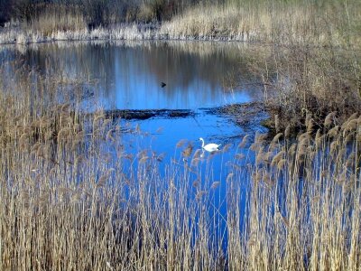 Lake landscape mute swan