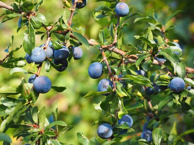 Bush fruit blackthorn