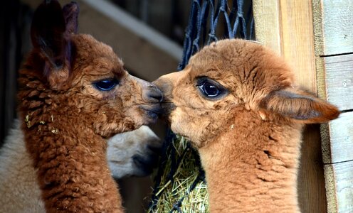 Alpaca animal brown
