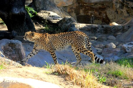 Africa cheetah jaguar photo